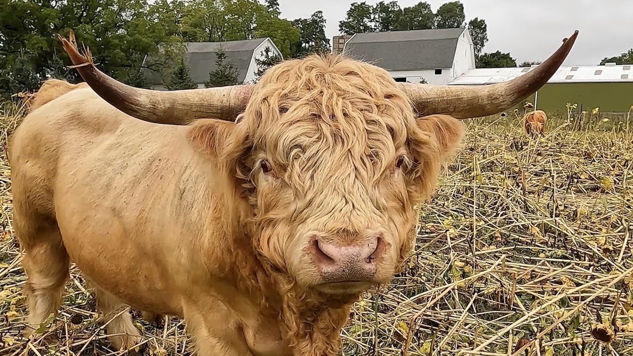 Highland Cattle Feast on Sunflowers - Adorable Calves Enjoying Sunflower Field!