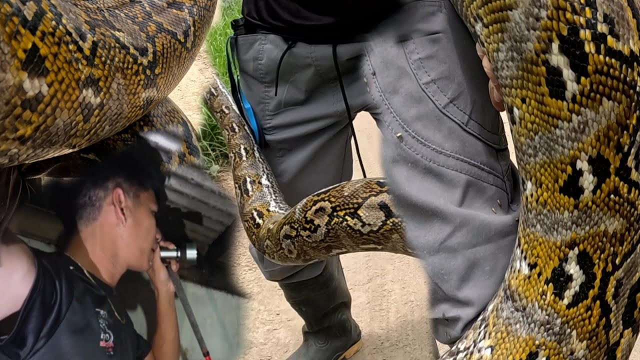 PINAGTULUNGAN HULIHIN ANG MANGLALAMON NA SAWA