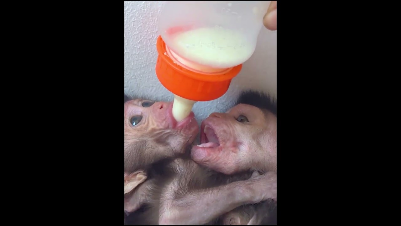 Newborn monkey hungry milk