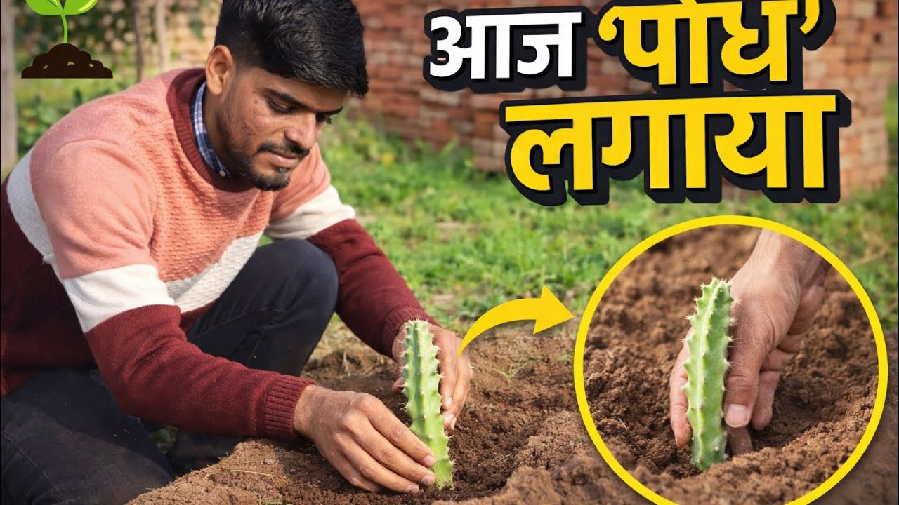 AJ LAGAYA PADE 🌾🧑‍🌾#farming #villagevlog #viral #vlog 