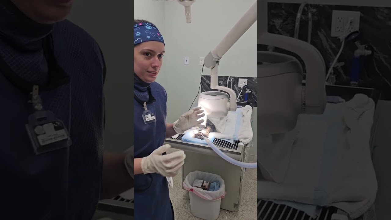 Penn Foster Externship 2- Skill 14 Dental X-rays 