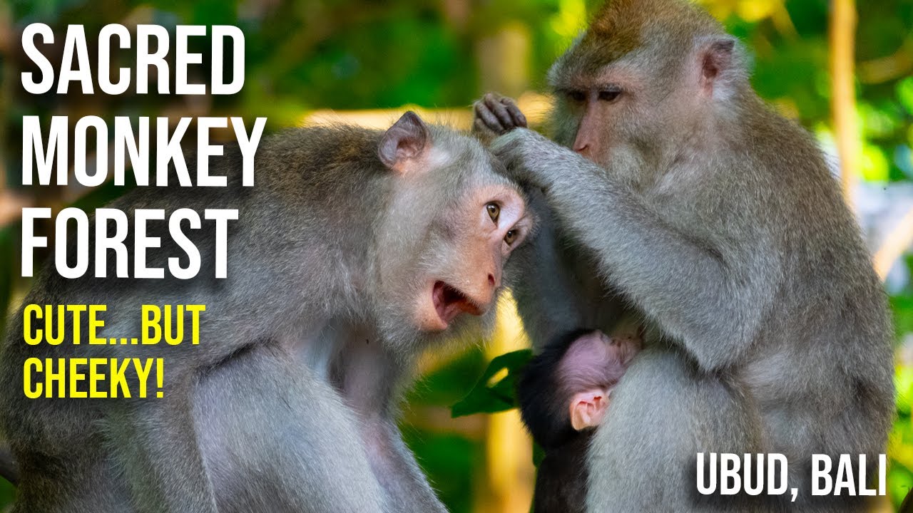 We Met Sacred Monkeys in Ubud's Forest!
