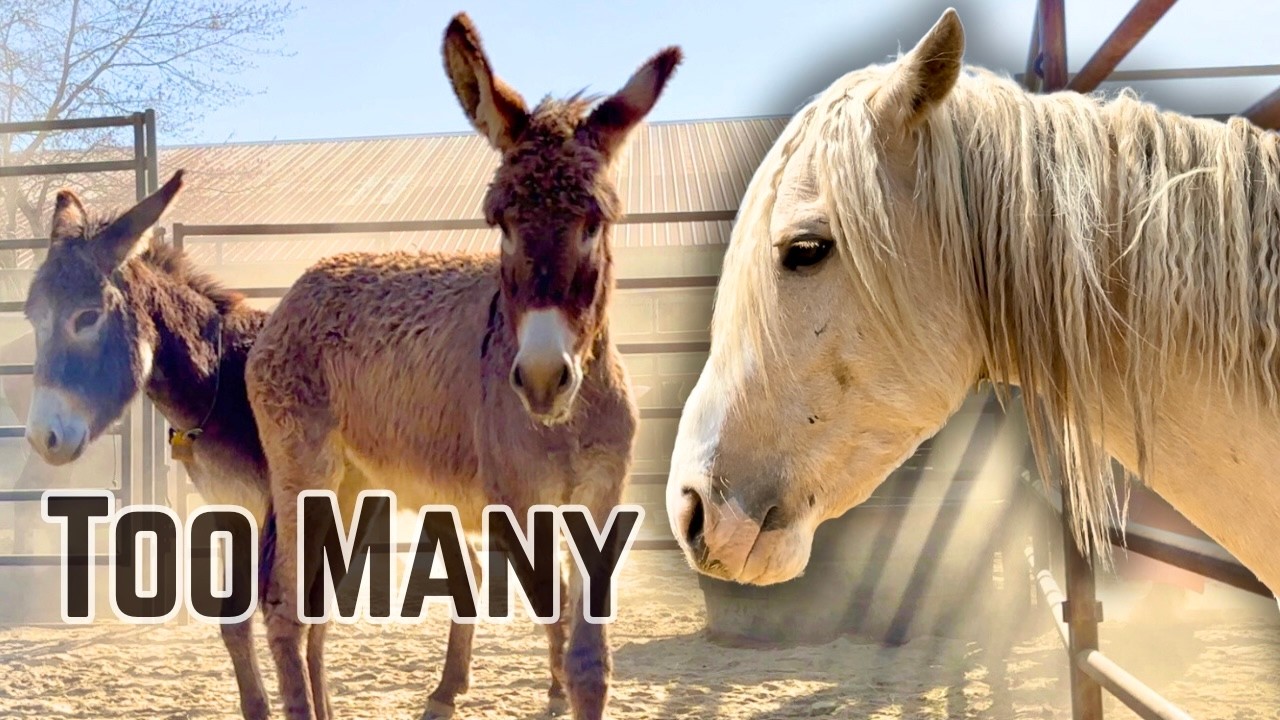 TOO MANY MUSTANGS - Can they FIND HOMES??