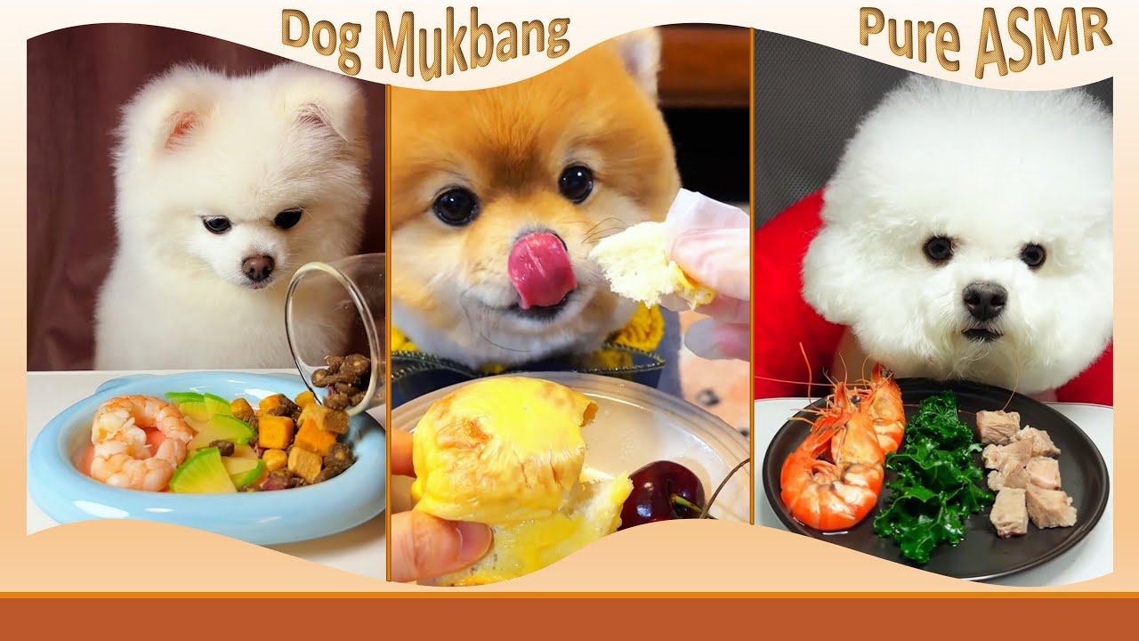 Shrimp, Cheese Bread & Braised Meat 🥩🐾 Watch Three Dogs Eat It All #DogEating #StressRelief