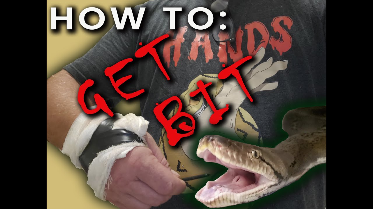 What Reptile Keepers Show on Social Media