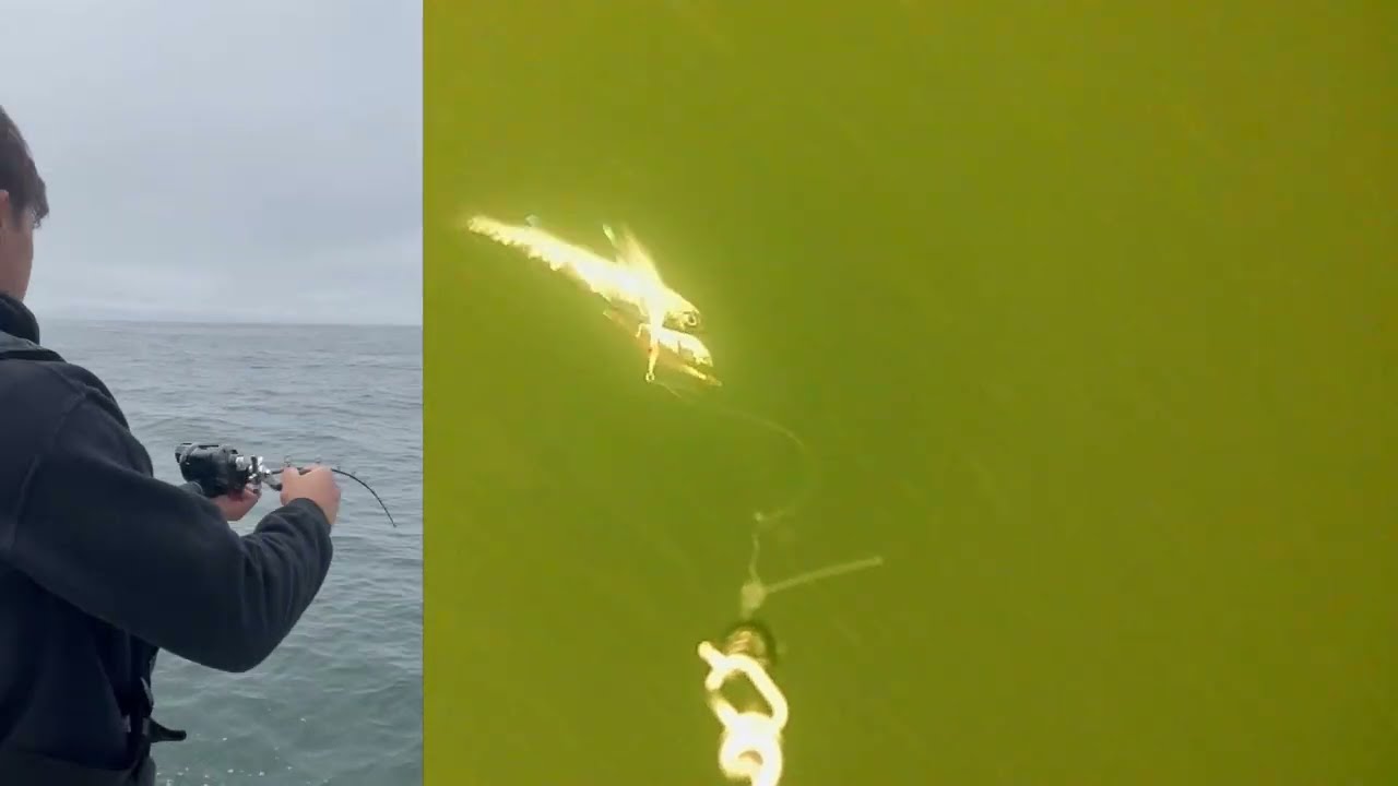 Underwater Camera Records a Big School of Rockfish