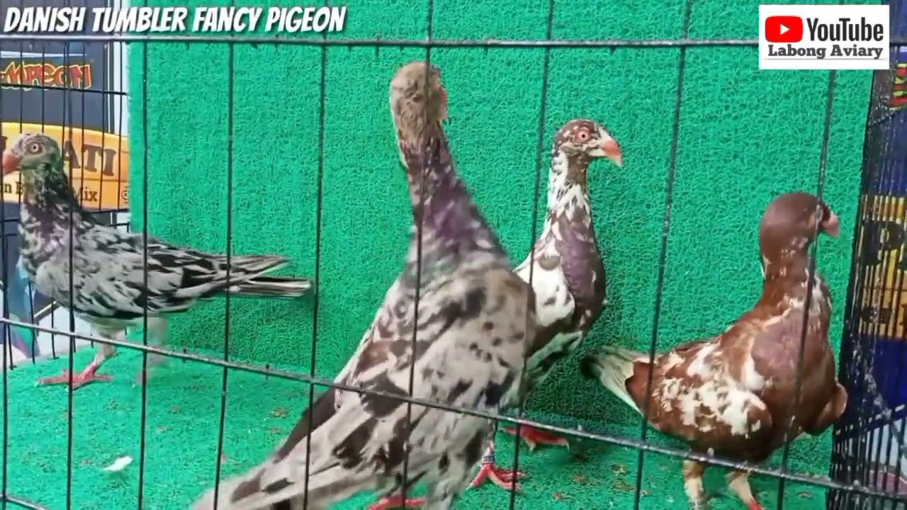 DANISH TUMBLER FANCY PIGEON OF LABONG AVIARY