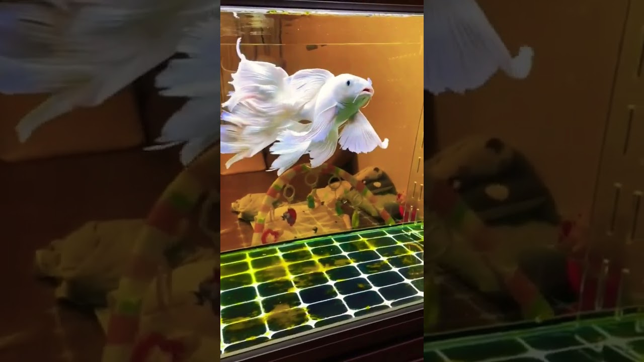 butterfly koi Fish #shorts #viral #shortsfeed&nbsp;&nbsp; #trending