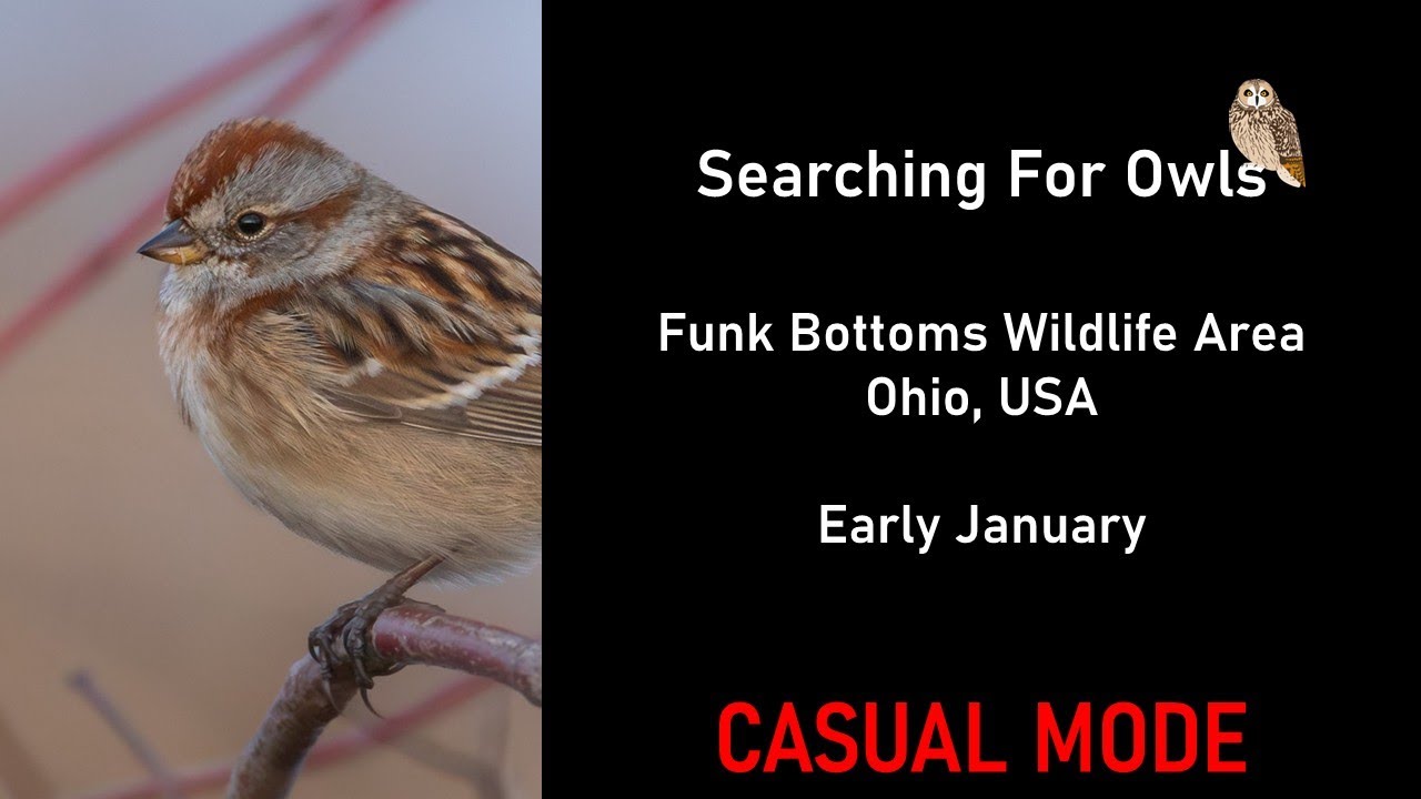 You Search For Owls at Funk Bottoms! (Casual Mode) | Virtual Birding