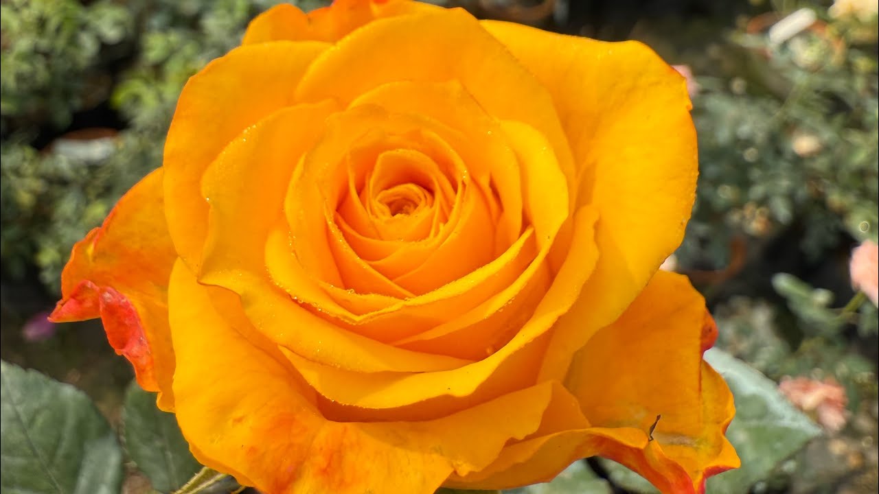 Rose#rockstar#paradise-found#marmalade skies #eddy mitchell #iguana#golden giant