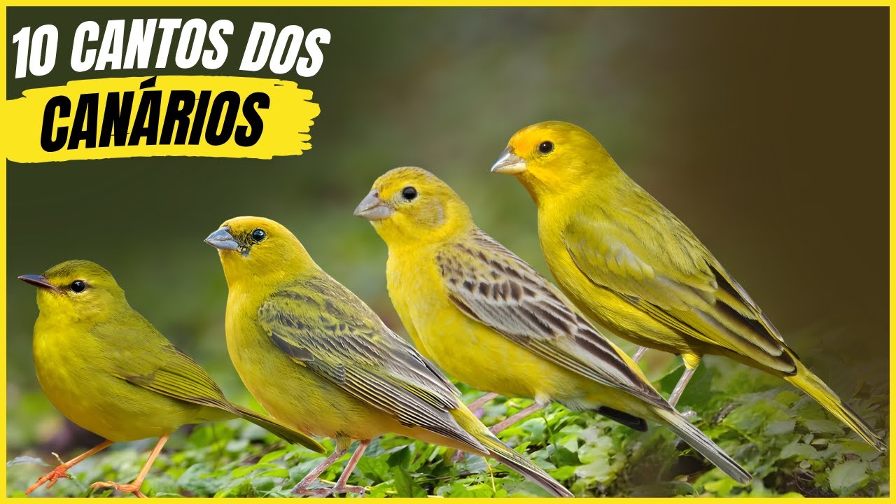 10 Canários do Brasil com Cantos Mais Bonitos e Seus Habitats!