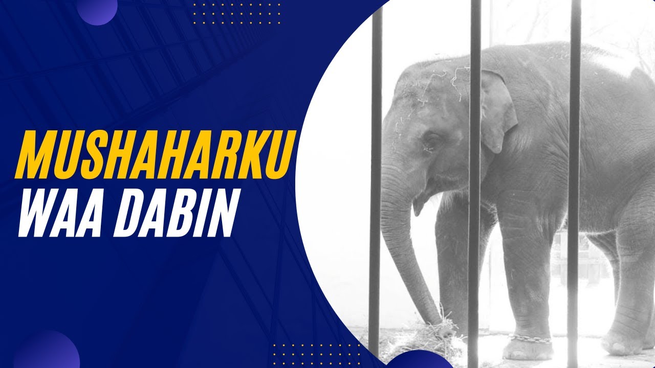 MUSHAHARKU WAA DABIN  ll HA NOQON SHAQAALE