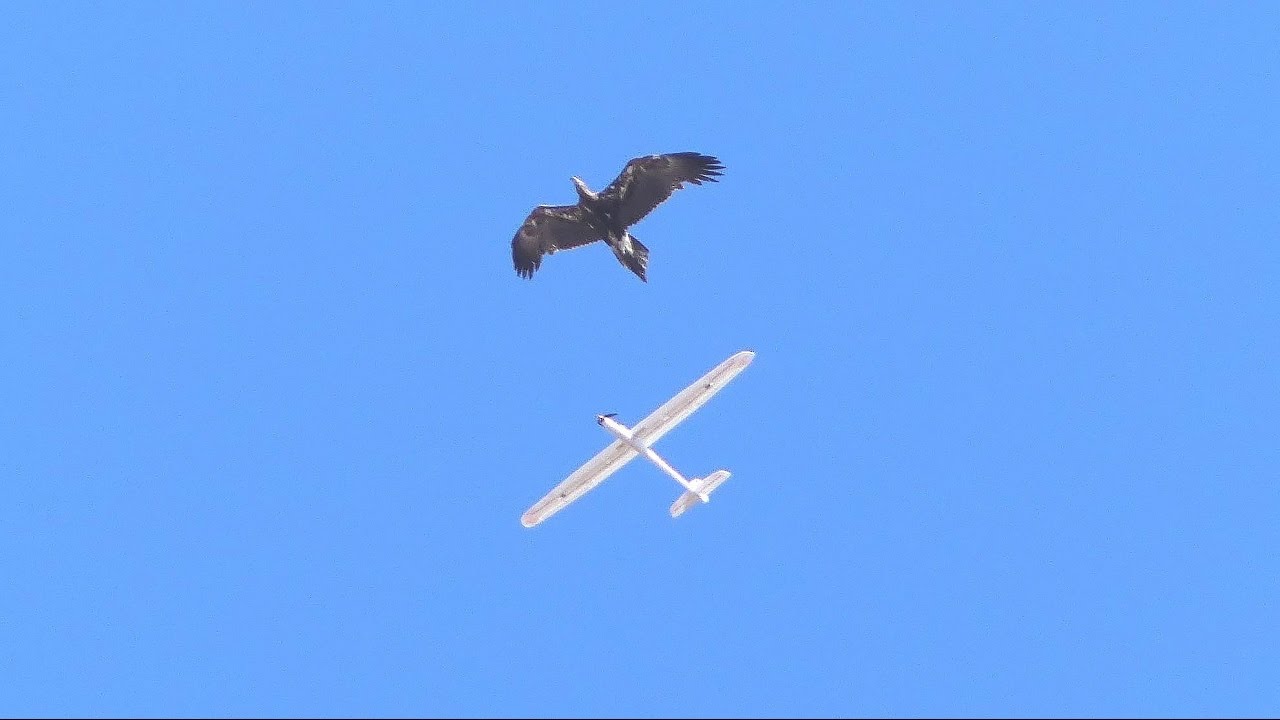 Eagle attacks RC glider