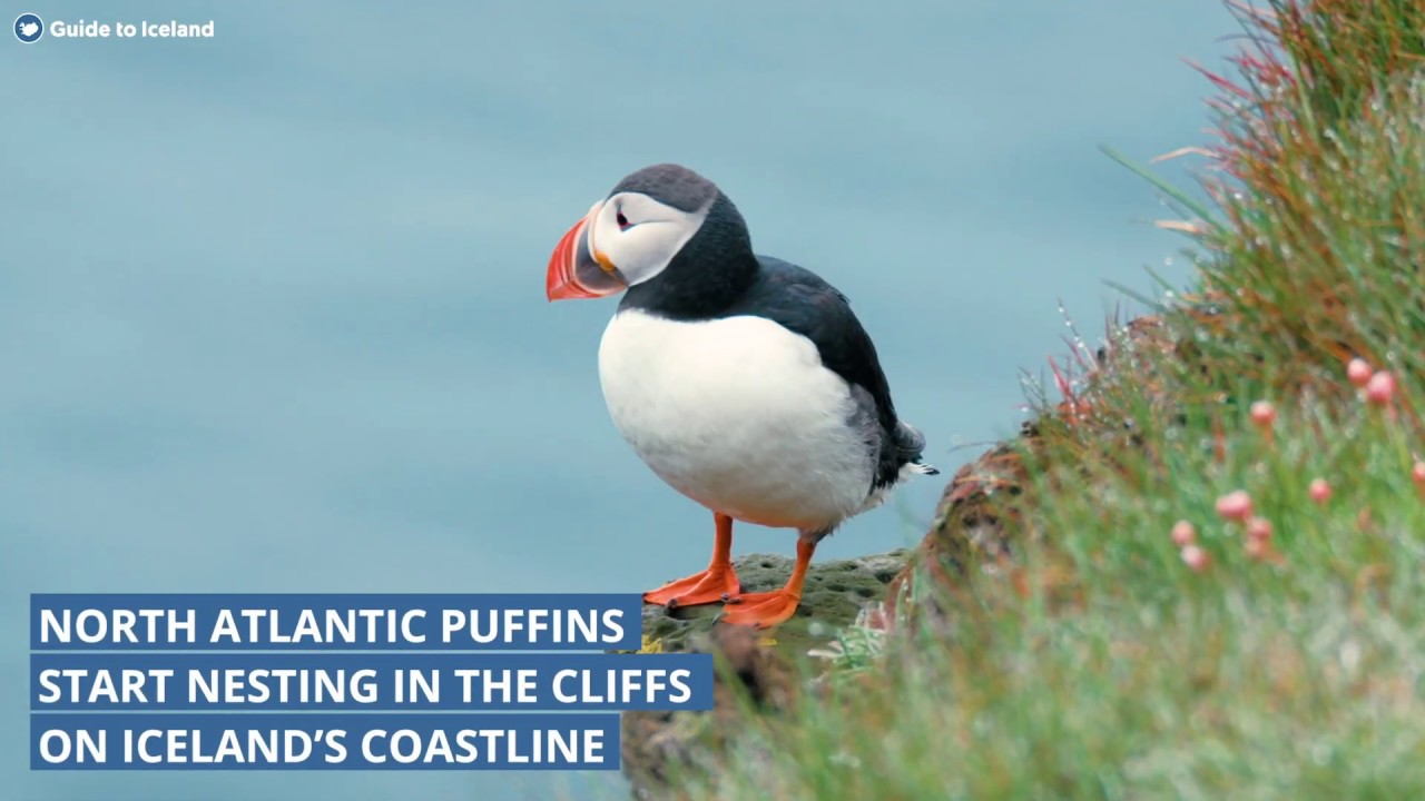 Seasons in Iceland: Spring | Puffins and the Northern Lights