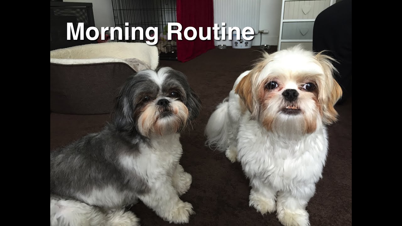 Morning Routine