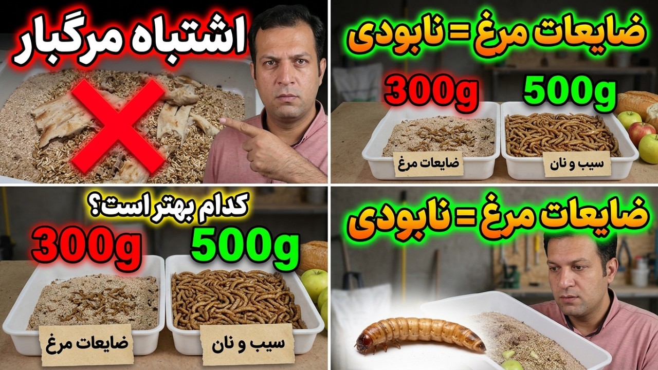 تاثیر ضایعات مرغ در پرورش میلورم , پوست مرغ پخته شده در تغذیه میلورم