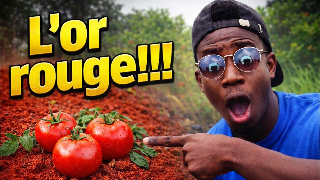 La récolte de ''l'or rouge'' !!!! 