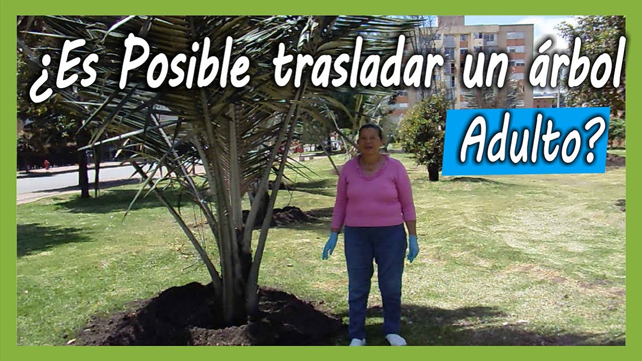 ¿Sabes Cómo trasplantan los árboles adultos? - Cultivos Urbanos