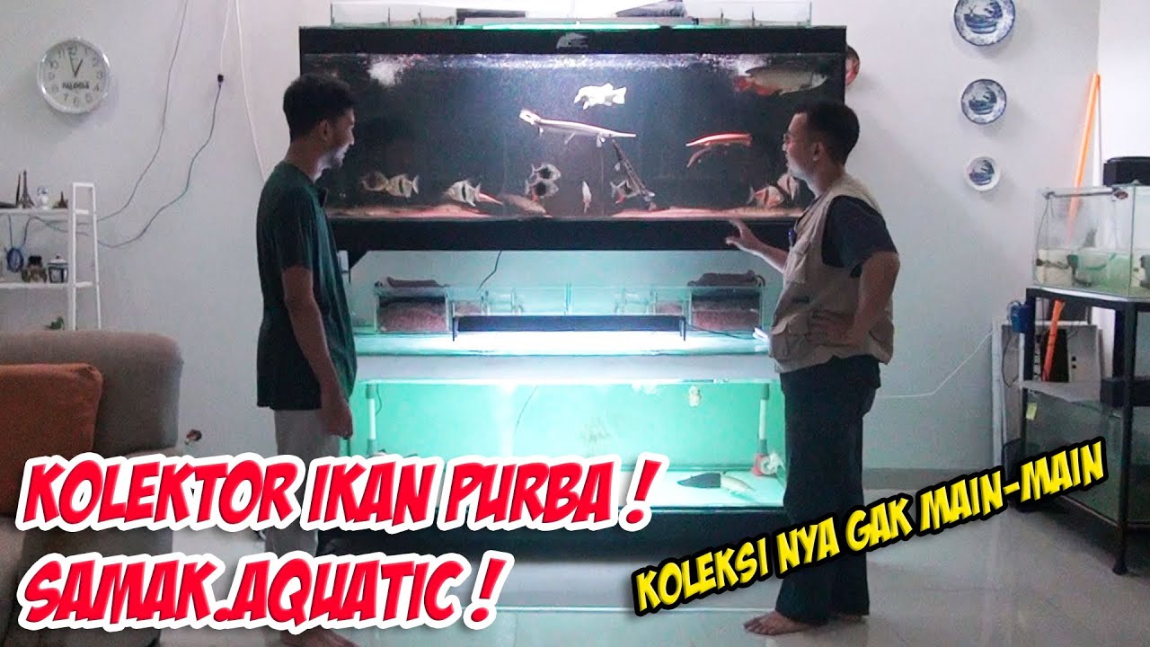 KOLEKTOR IKAN PURBA KOLEKSI NYA GAK MAIN-MAIN !! SAMAK.AQUATIC