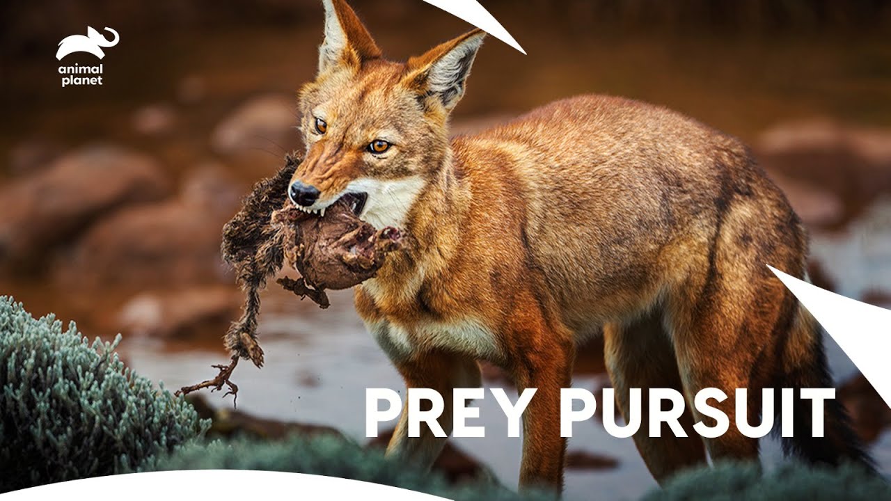 Ethiopian Wolf's Thrilling Hunt in the Highlands | Mysterious Planet | Animal Planet India