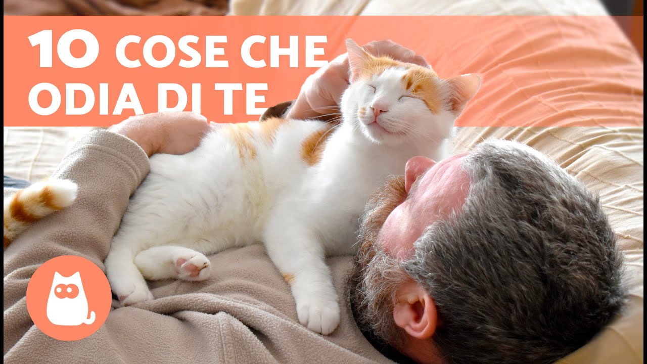 10 COSE CHE I GATTI ODIANO DEI PROPRIETARI😾 Evitali!