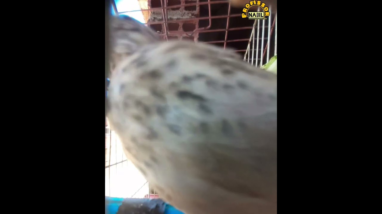 لاول مره في المغرب ترويض طائر الحسون الذهبي و أتحدى جميع المغاربة والجزائر في مثل هذا الحسون☝💛🦜🇲🇦🇩🇿