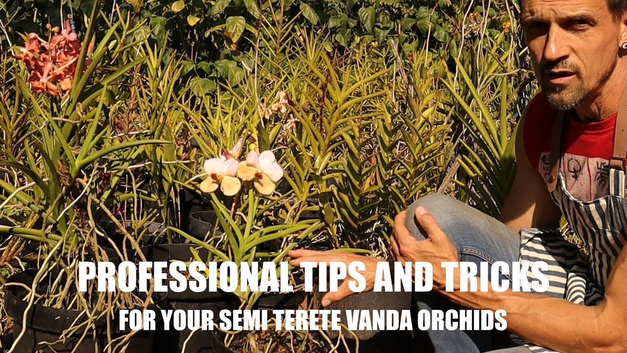 Professional Tips and Tricks to keep your semi Terete Vanda Orchid in flower