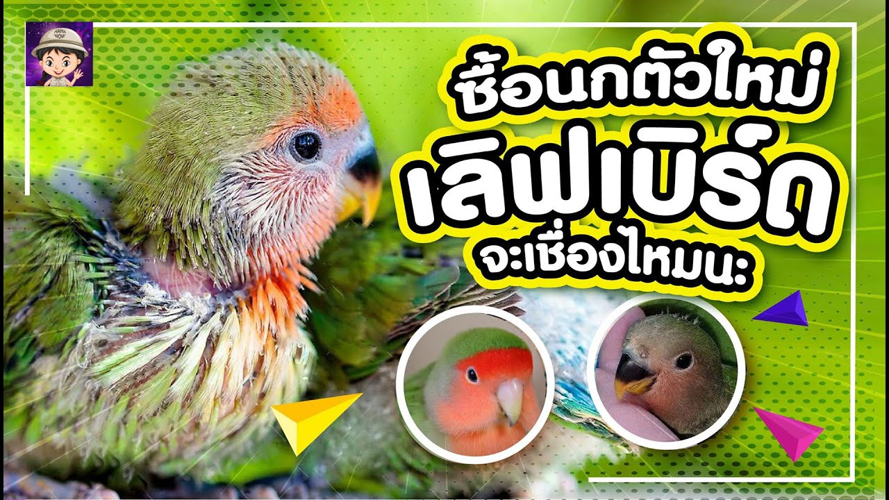 ชื้อนกกระเทยเลิฟเบิร์ด มาเลี้ยงจะเชื่องไหมมาดูกัน? ตอนที่1
