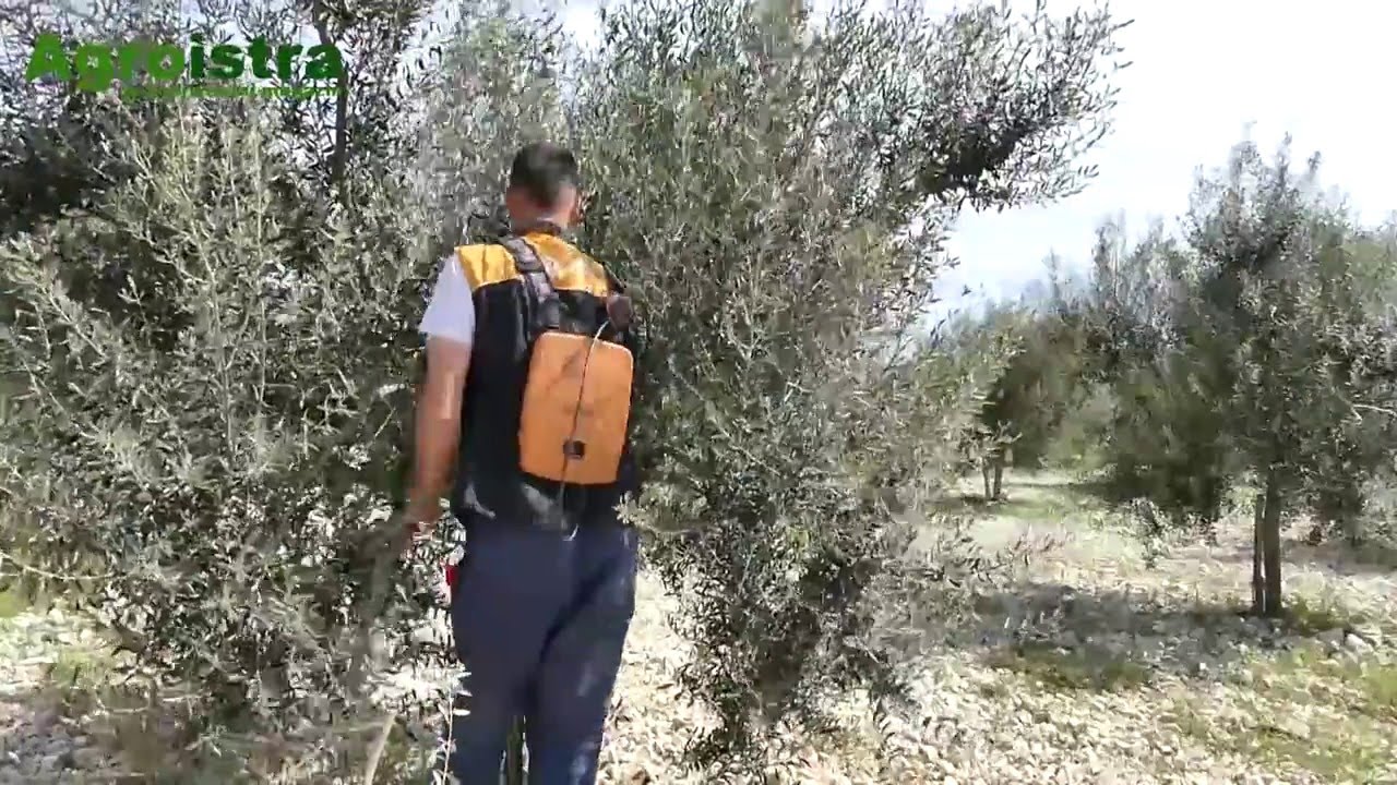 AGROISTRA Rezidba maslina