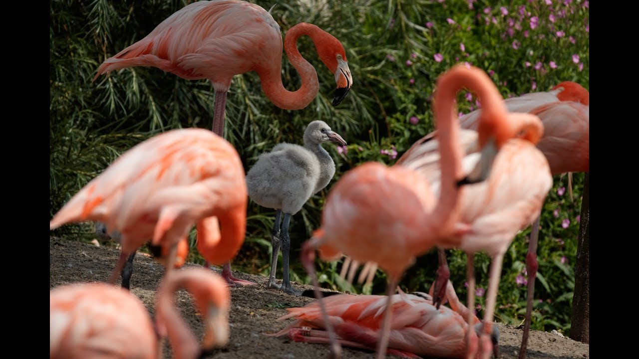 Flamingorekord i Zoologisk Have