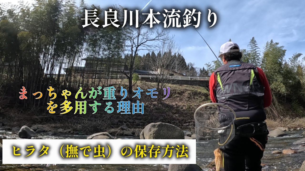 長良川本流釣り　まっちゃんが重いオモリを多用する理由　ヒラタ（撫で虫）の保存方法