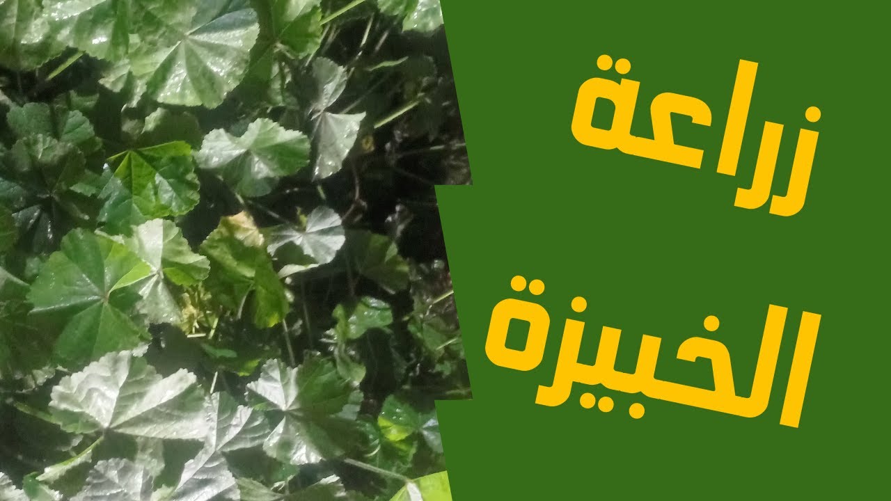 طريقة زراعة الخبيزة من البذرة حتى الحصاد