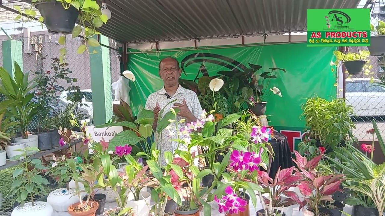 හැම මාසෙම 23 පස්⁣⁣සේ දවස් 05 ක් වැල්ලවත්තේ ලාෆ් එක එහා පැත්තේ ක්‍රිස්ටන් පල්ලිය මම ඉන්නවා 0714741222