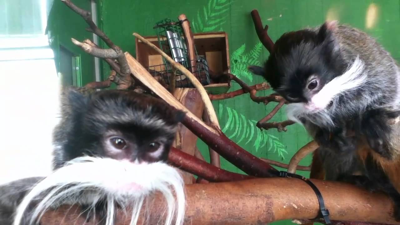 Crazy Tamarins at SF Zoo