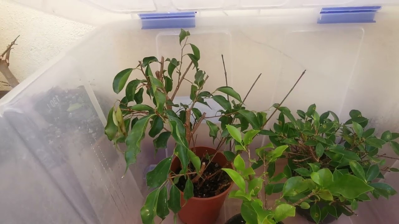 mi propagador de esquejes