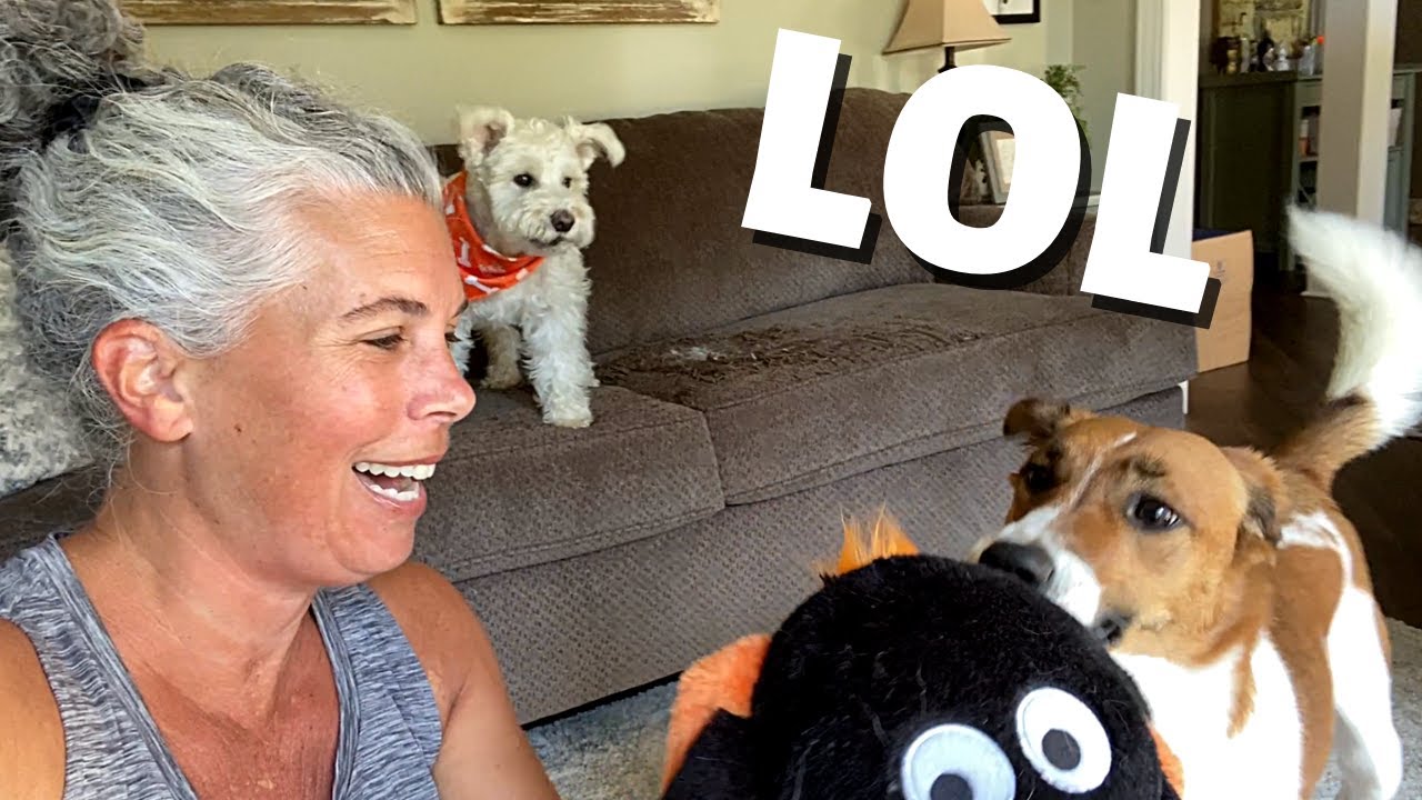 This HILARIOUS Dog Video will Crack You Up // Funny Dogs Get New Halloween Toys