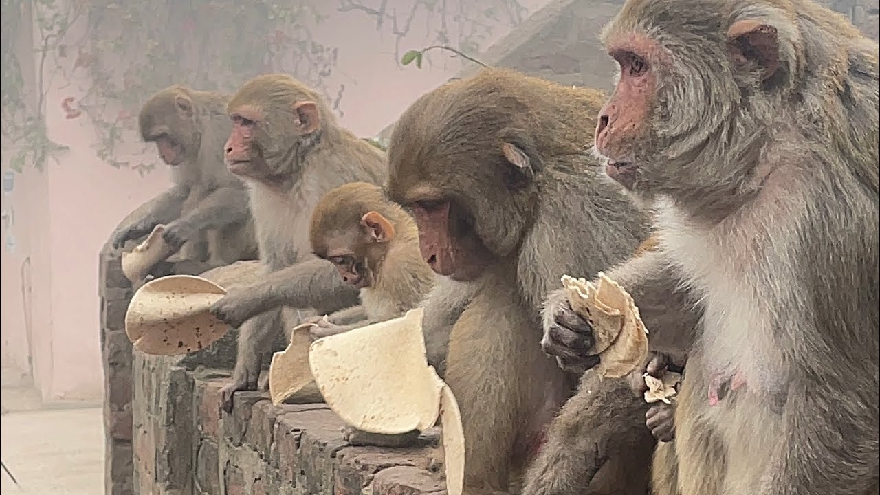 वानर सेवा , श्री धाम वृंदावन 🐒🙏🚩