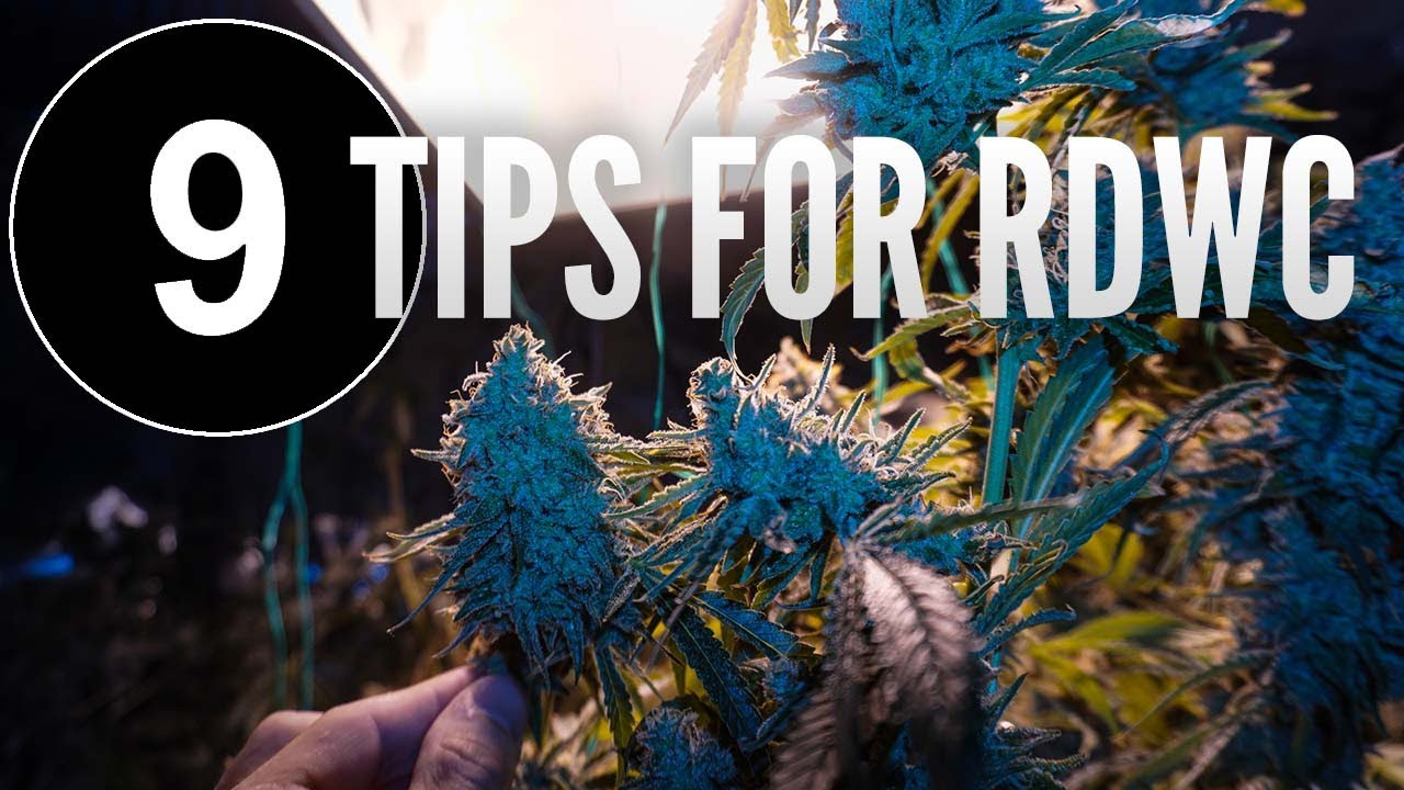 9 Tips for Growing Weed In RDWC (Legally)