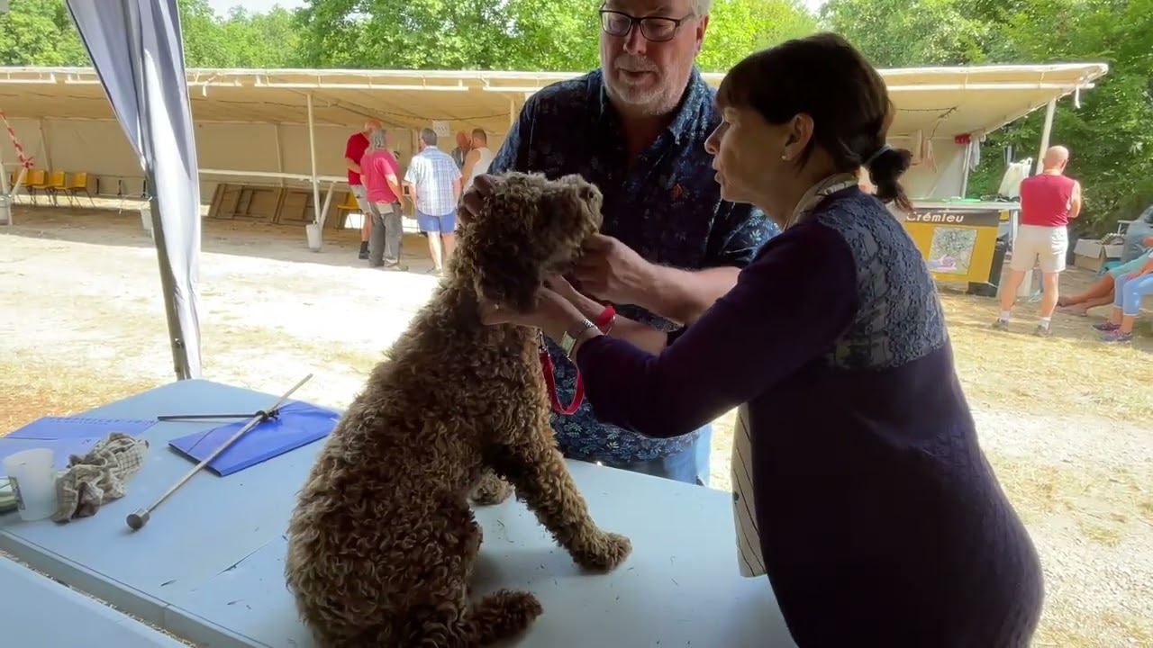 Certification Lagotto Romagnolo