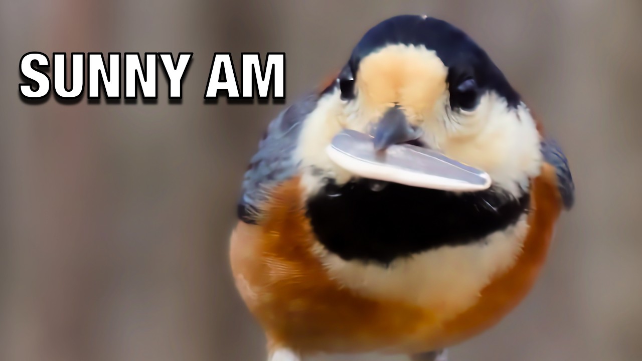 [4K] Active Winter Birds ASMR | Sunny Morning at the Feeder (5.4°C / 41.7°F)