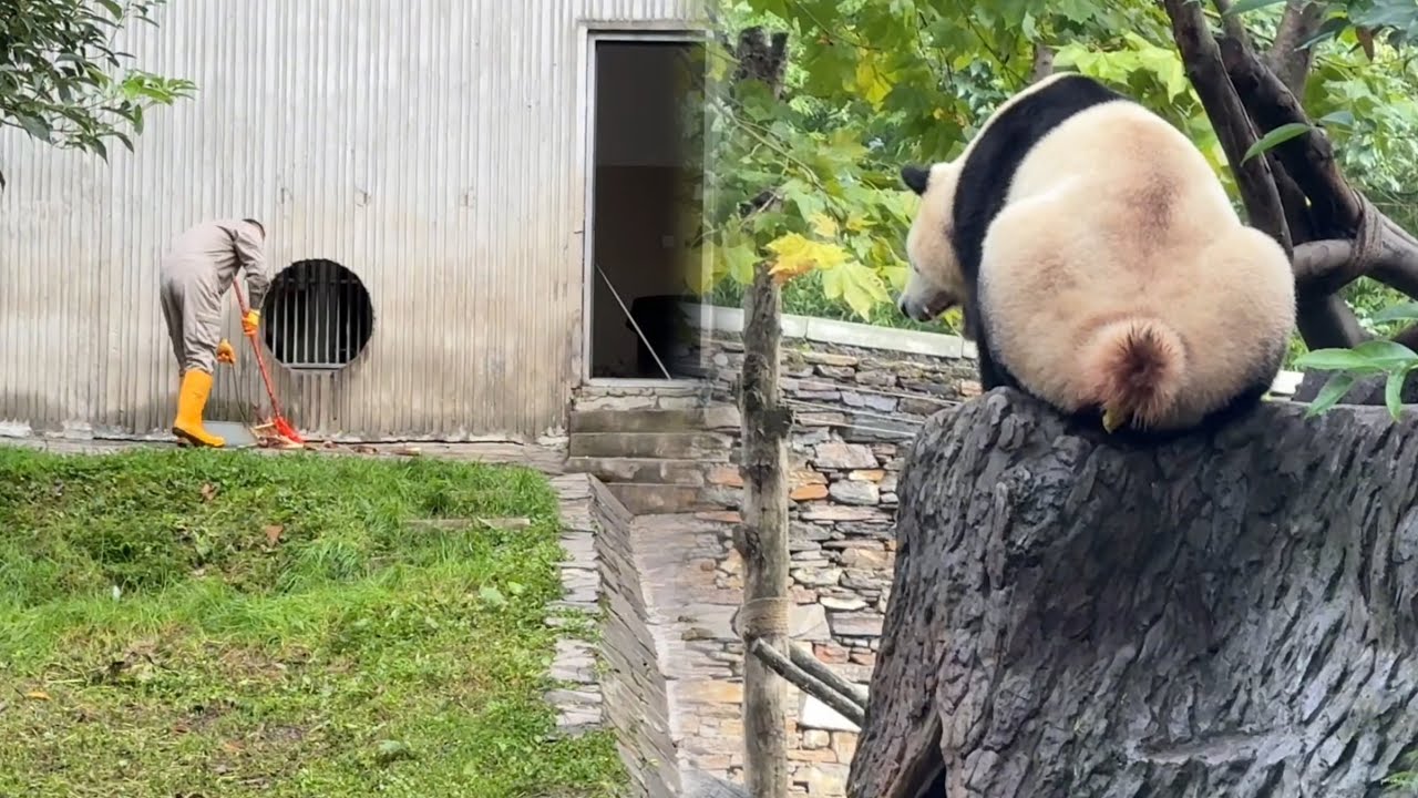 10.7神树坪天气晴朗蓝天白云，福宝一大早在假山睡觉，拉青团#panda #fubao #푸바오