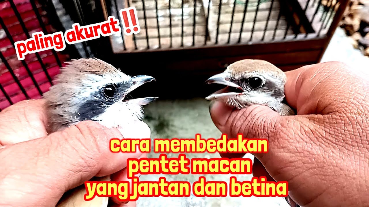 cara paling akurat membedakan burung pentet macan yang jantan dan betina