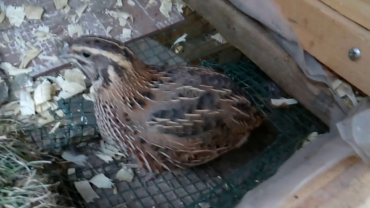 Tour of my Quail coop version 1