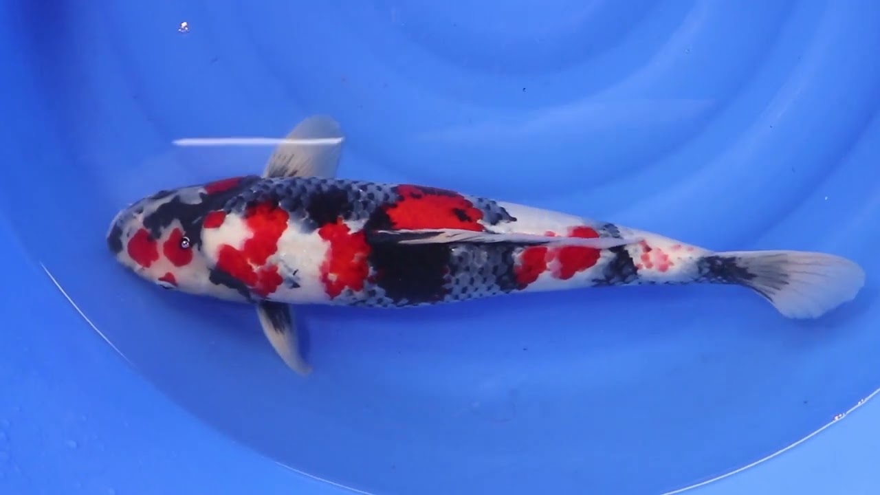 Jumbo Nisai Dainichi - Boke Showa - Aquakoi