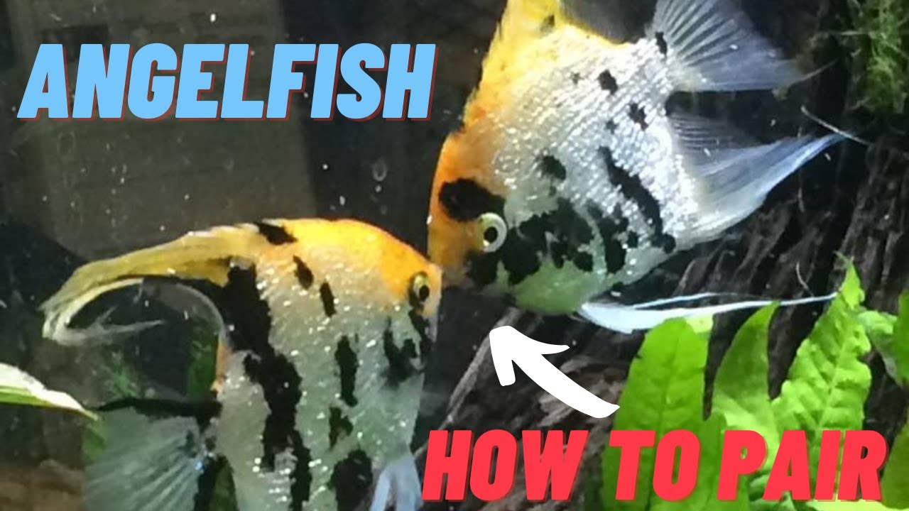 How to: Pair Angelfish To Breed *At KFS*