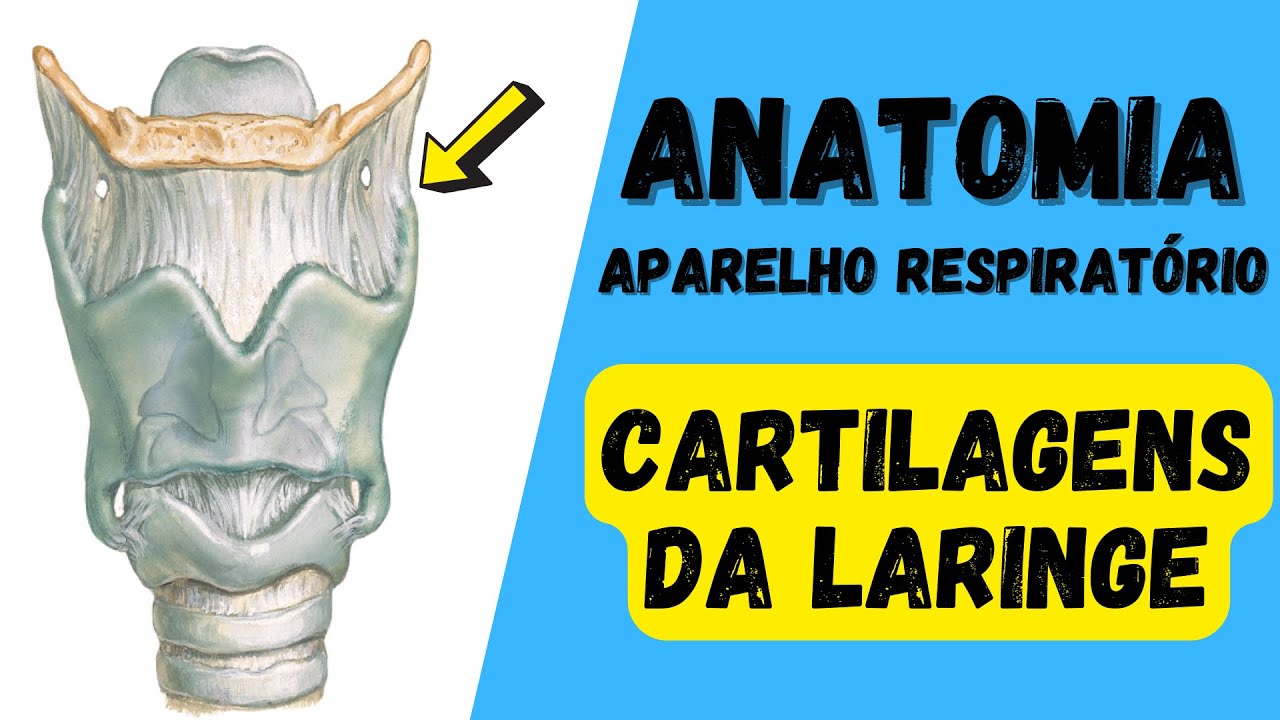 ANATOMIA - TODAS AS CARTILAGENS DA LARINGE! Aparelho respiratório!