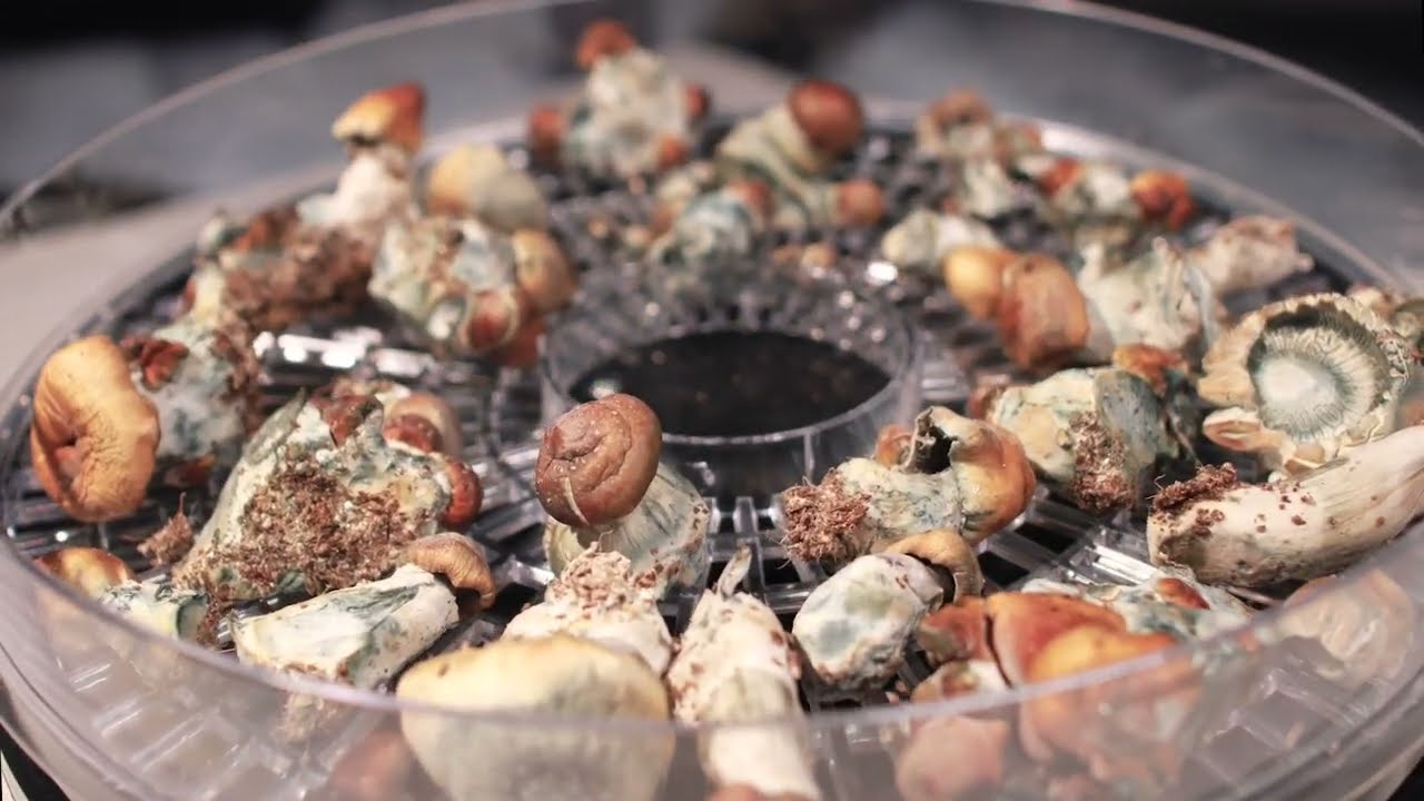 Myco Labs Mushroom Dehydrator Time Lapse Video
