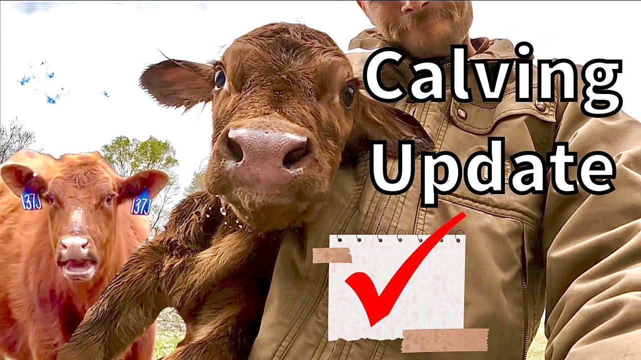 Backyard Calf Saving & Calving Updates