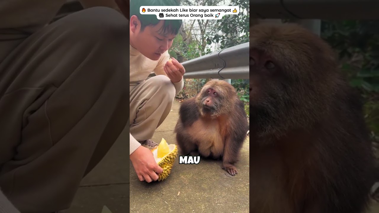 monyet gendut ini ternyata menolak durian #lucu #mrbeast #cristiano #ronaldo