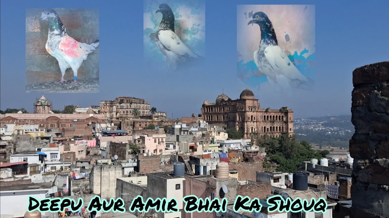 Deepu Aur Amir Bhai Key Kabootaro Ka Shouq.